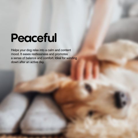 Kabobs - CBD Pet Treats For Dogs - 200mg - MediPets - Thumbnail 7