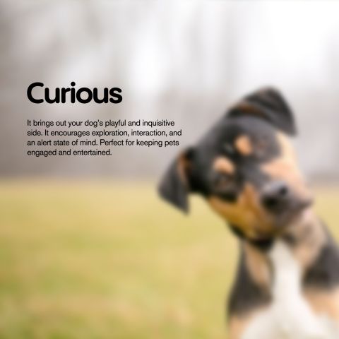 Meaty Steak - CBD Pet Treats For Dogs - 200mg - MediPets - Thumbnail 7