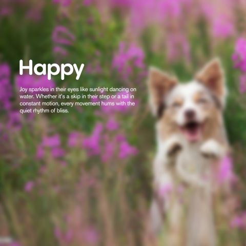 Beef Jerky - CBD Pet Treats For Dogs - 600mg - MediPets - Thumbnail 7