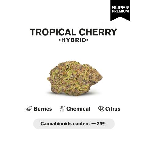 Tropical Cherry Flower - Hybrid - THCA - Thumbnail 3