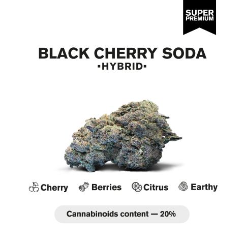 Black Cherry Gelato Flower - Indica - THCA - Thumbnail 3