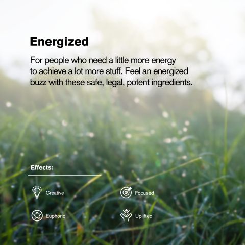 Black Cherry Gelato Flower - Indica - THCA - Thumbnail 5