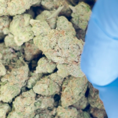 Blue Satellite Flower - Sativa - THCA - Video Thumbnail 1