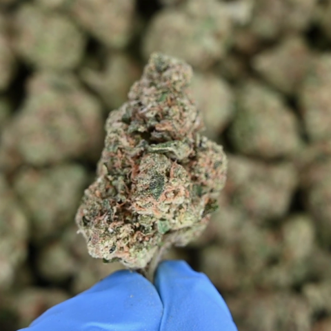 Bubble Bath Flower - Hybrid - THCA - Video Thumbnail 1