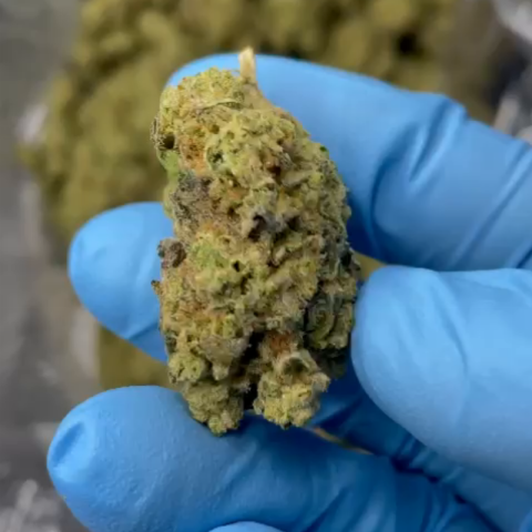 Cereal Milk Flower - Hybrid - THCA - Video Thumbnail 1