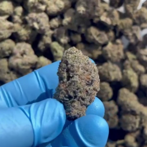 Exotic ICC Flower - Hybrid - THCA - Video Thumbnail 1