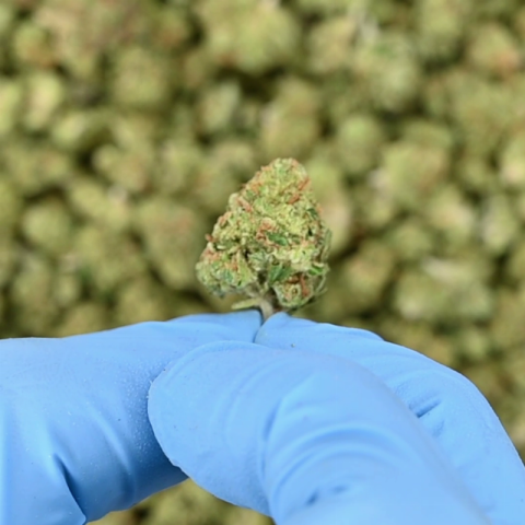 Fire OG Flower - Hybrid - THCA - Video Thumbnail 1