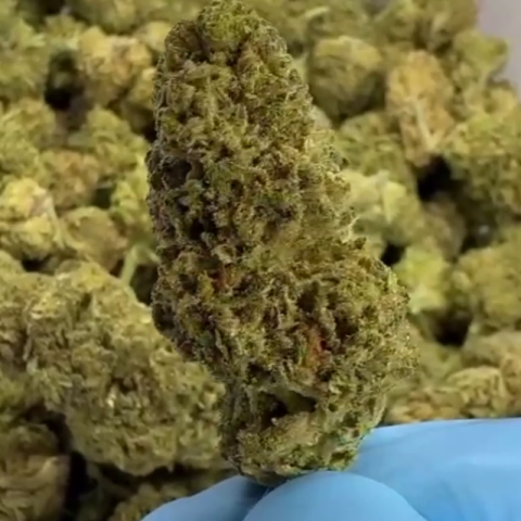 Gary Payton Flower - Hybrid - THCA - Video Thumbnail 1