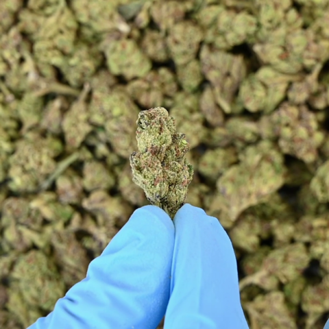 Gelato Haze Flower - Hybrid - THCA - Video Thumbnail 1