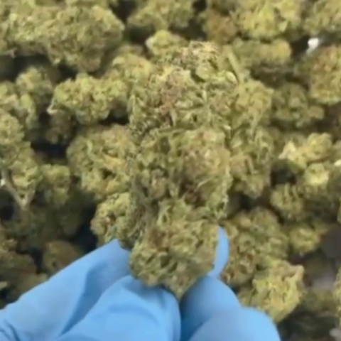 Glitter Bomb Flower - Indica - THCA - Video Thumbnail 1