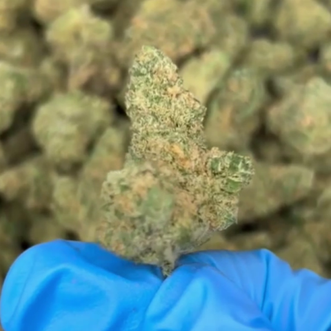 Hammerhead Flower - Indica - THCA - Video Thumbnail 1