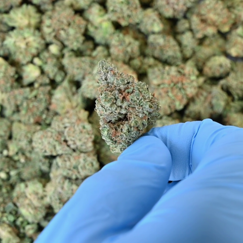 Italian Ice Flower - Hybrid - THCA - Video Thumbnail 1