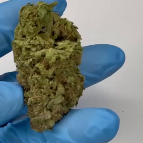 Jealousy Flower - Hybrid - THCA - Video Thumbnail 1