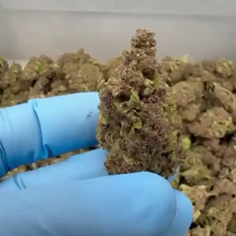 Frozen Lemonade Flower - Sativa - THCA - Video Thumbnail 1