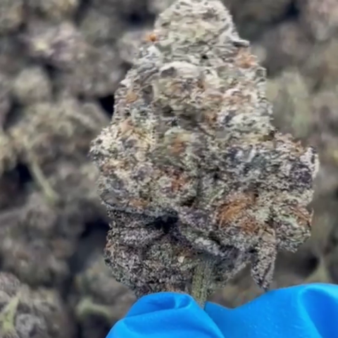 Lemon Cherry Gelato Flower - Hybrid - THCA - Video Thumbnail 1
