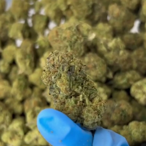 Melon Flower - Hybrid - THCA - Video Thumbnail 1