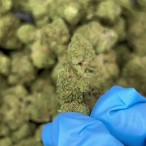 Modified Grapes Flower - Hybrid - THCA - Video Thumbnail 1