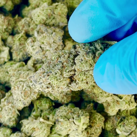 OG Plus (O+) Flower - Hybrid - THCA - Video Thumbnail 1