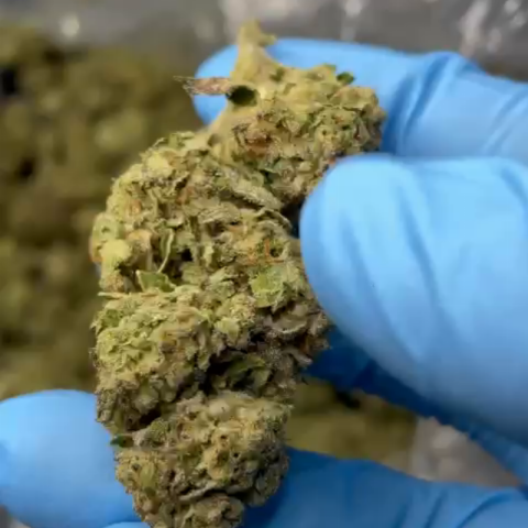 PBJ Flower - Hybrid - THCA - Video Thumbnail 1