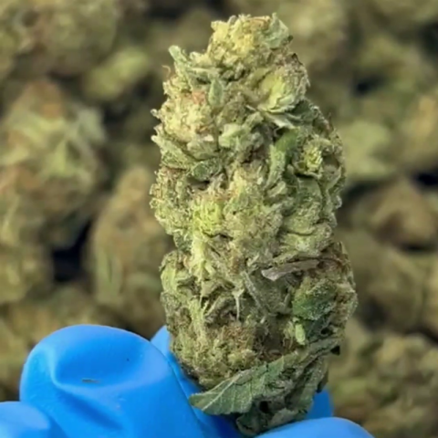 Pink Candy Flower - Sativa - THCA - Video Thumbnail 1