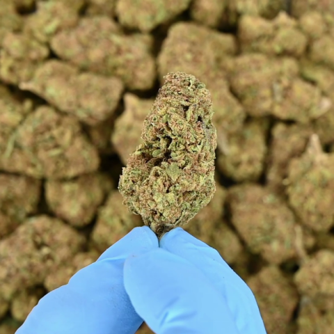 Pink Rosay Flower - Indica - THCA - Video Thumbnail 1