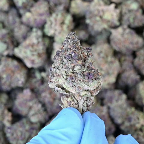 Pink Runtz Flower - Hybrid - THCA - Video Thumbnail 1