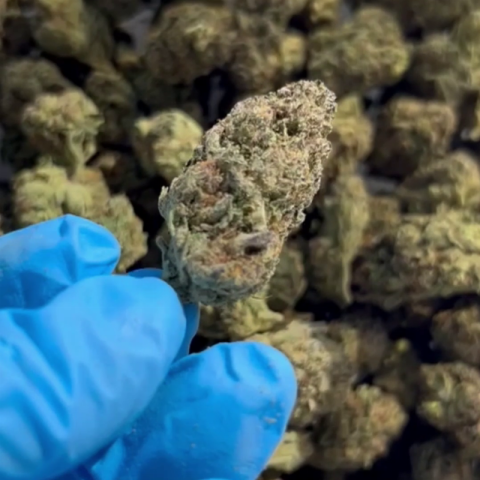 Sunset x Gushers Flower - Hybrid - THCA - Video Thumbnail 1