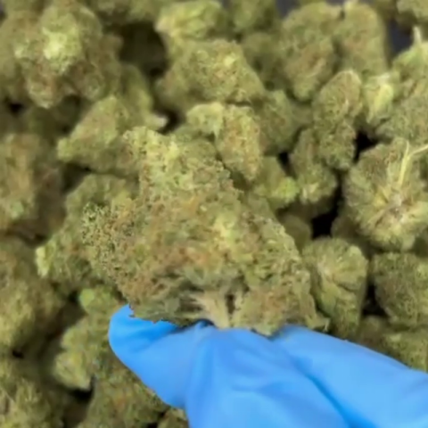 Tangelo Flower - Hybrid - THCA - Video Thumbnail 1