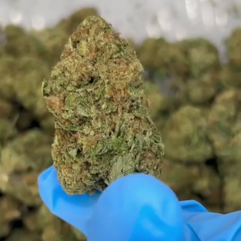 White Cherry Gelato Flower - Hybrid - THCA - Video Thumbnail 1