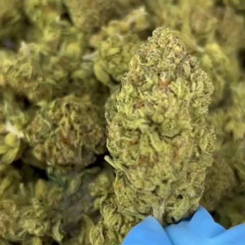 ZZ Flower - Indica - THCA - Video Thumbnail 1