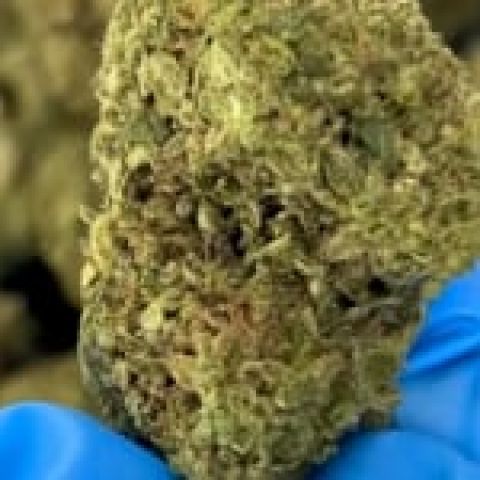 Green Apple Gas Flower - Sativa - THCA - Video Thumbnail 1