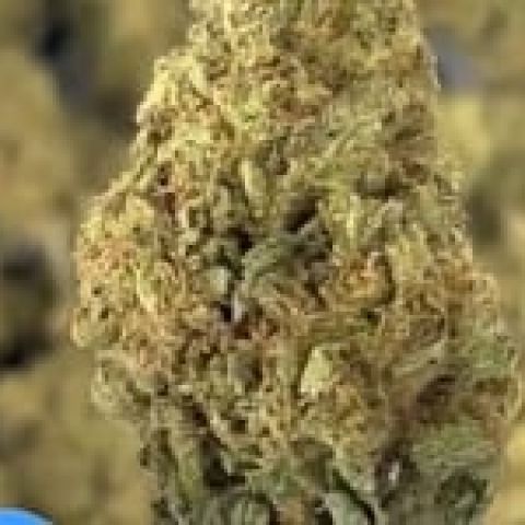 Legend OG Flower - Indica - THCA - Video Thumbnail 1