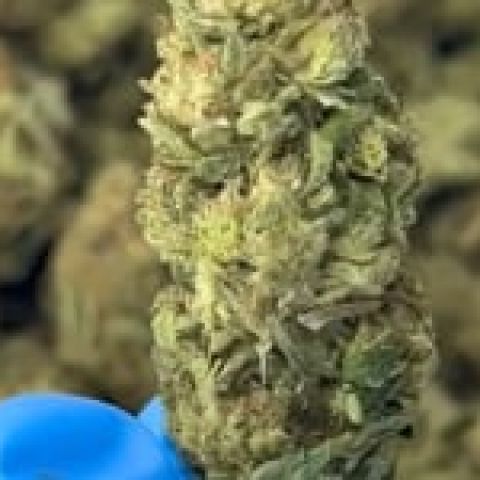 Pink Rosay Flower - Indica - THCA - Video Thumbnail 1