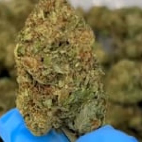 White Cherry Gelato Flower - Hybrid - THCA - Video Thumbnail 1
