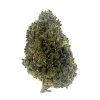 Cotton Candy Flower - Hybrid - THCA